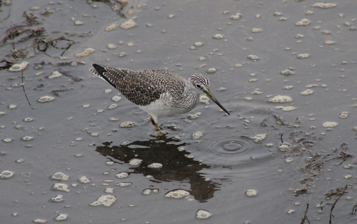 Greater Yellowlegs - ML647248608