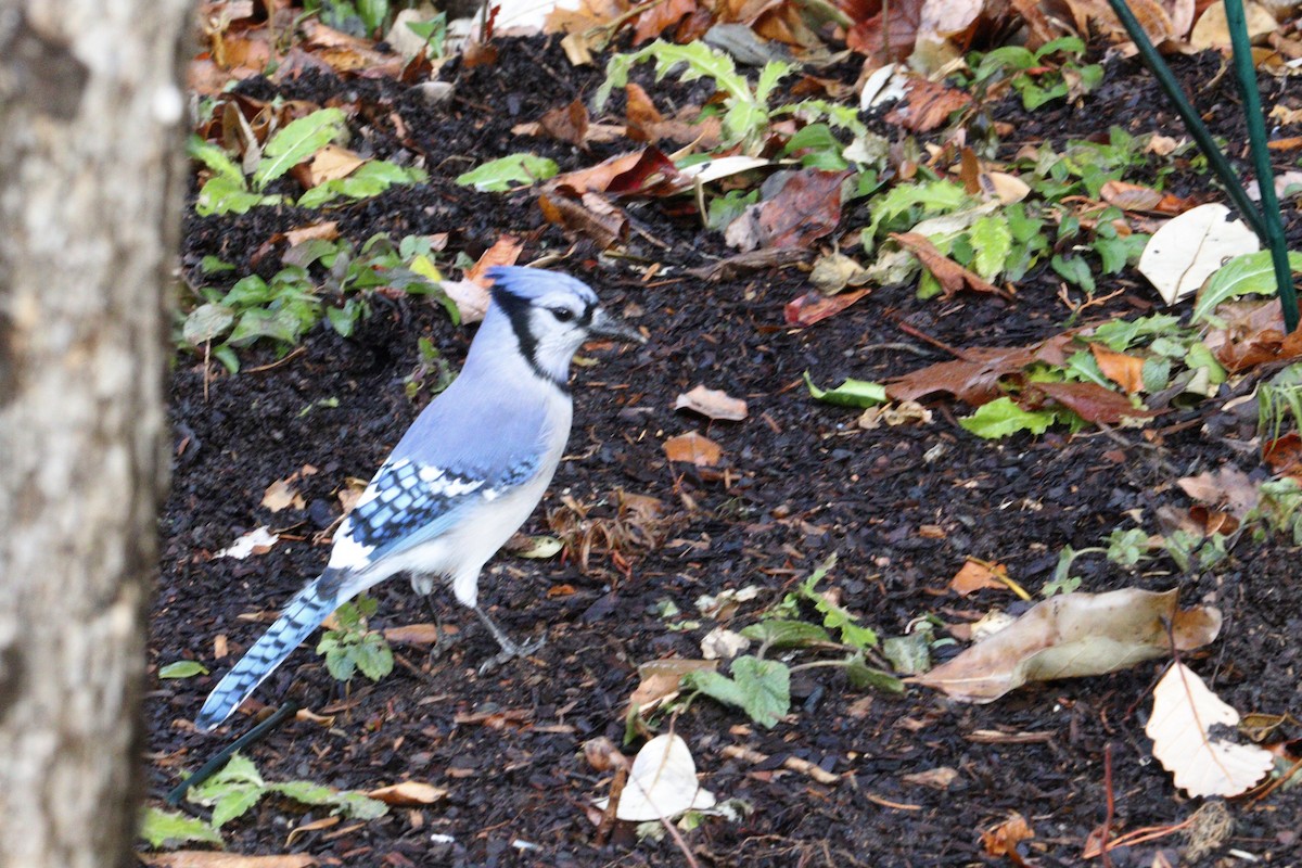 Geai bleu - ML647248609