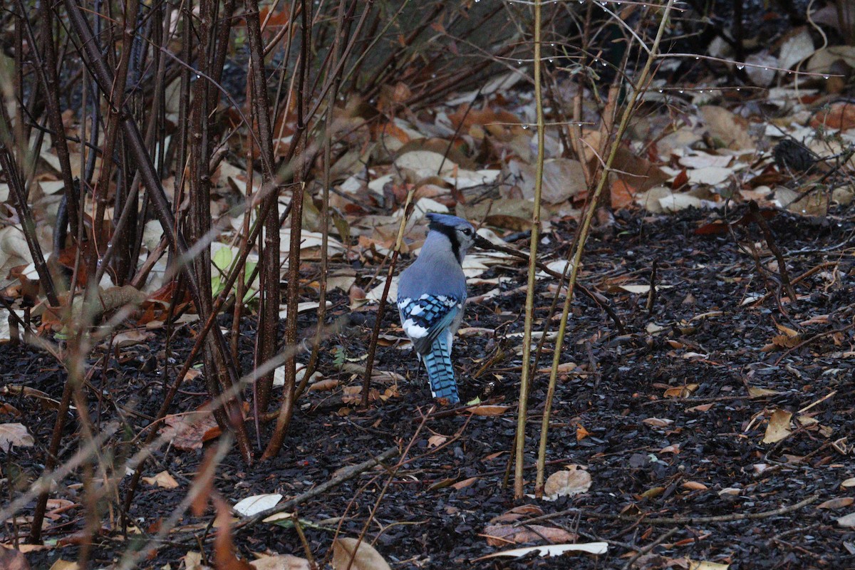 Geai bleu - ML647248610