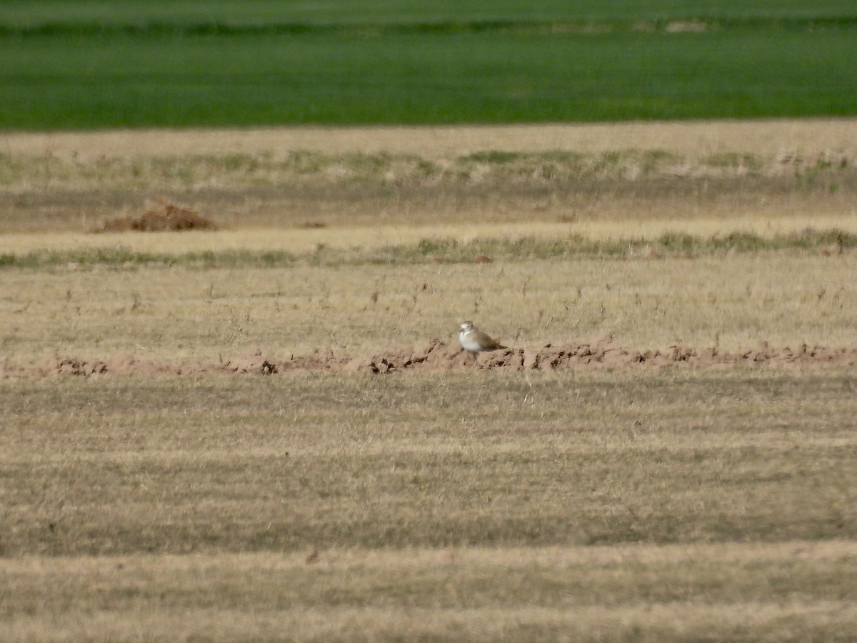 prærielo - ML647248616