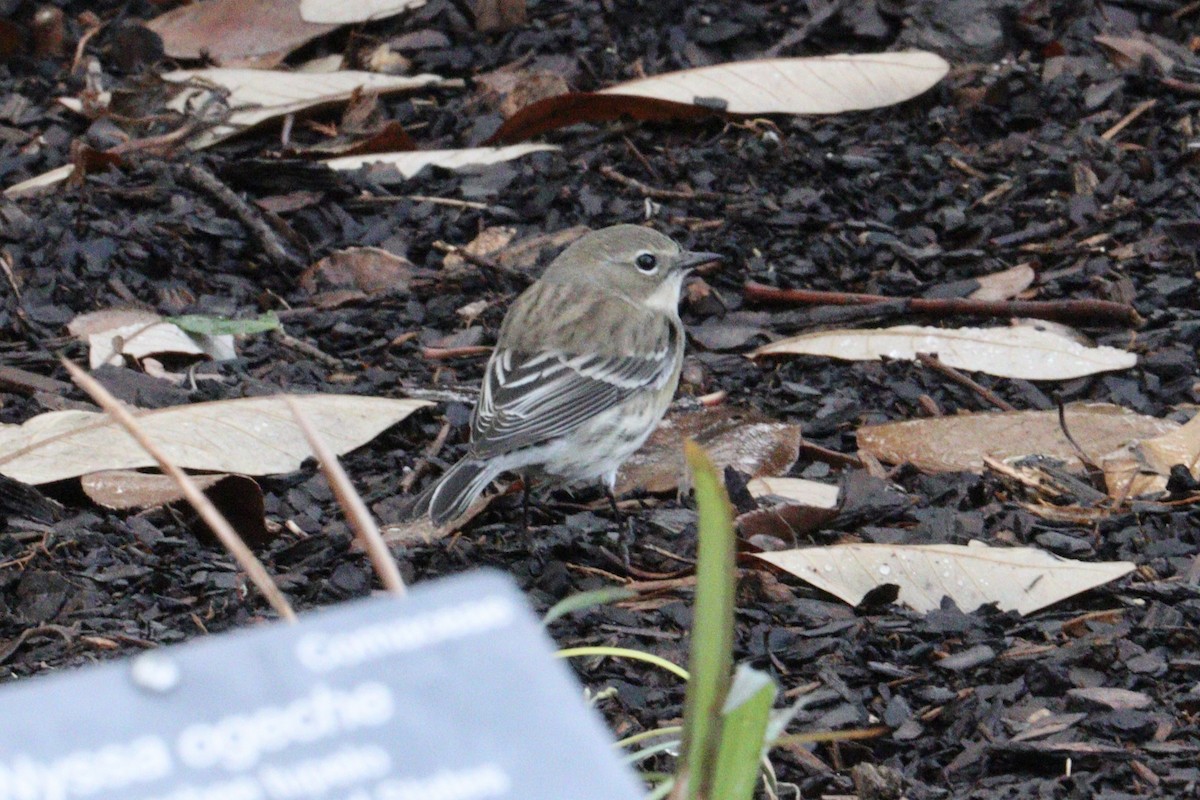 Yellow-rumped Warbler - ML647248618