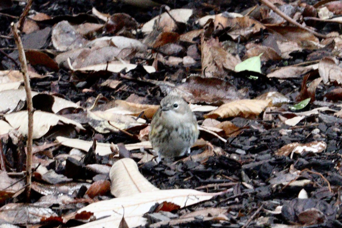 Yellow-rumped Warbler - ML647248619