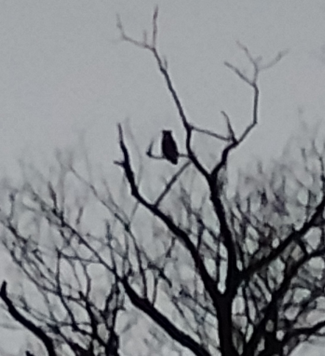 Hontz virginiarra - ML647248620