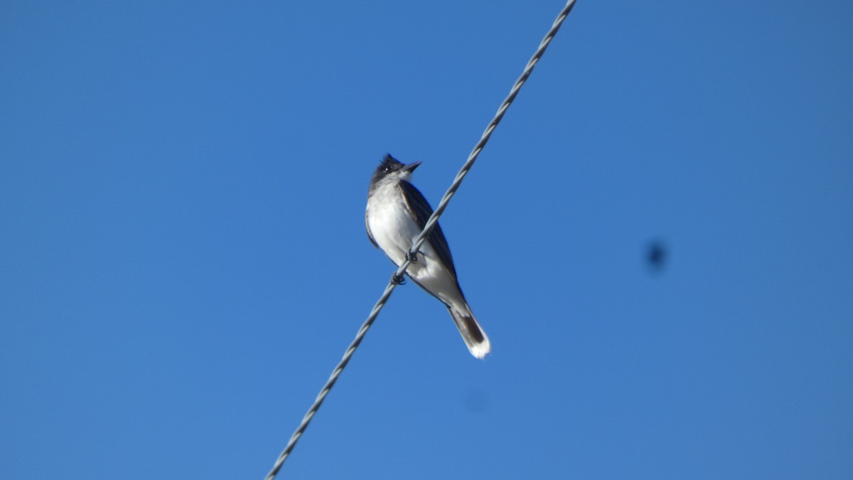 tyran obecný - ML647248622