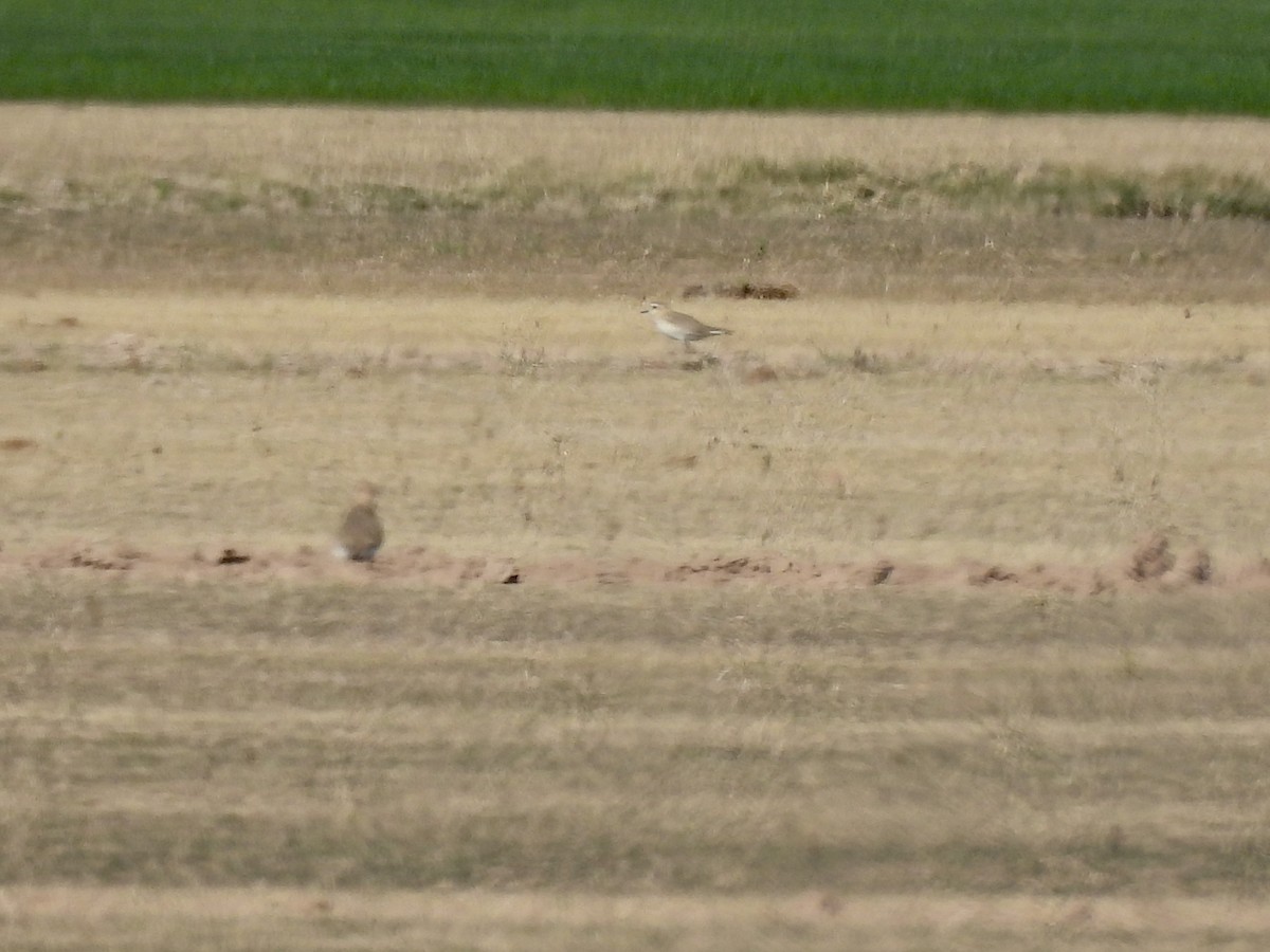 prærielo - ML647248623