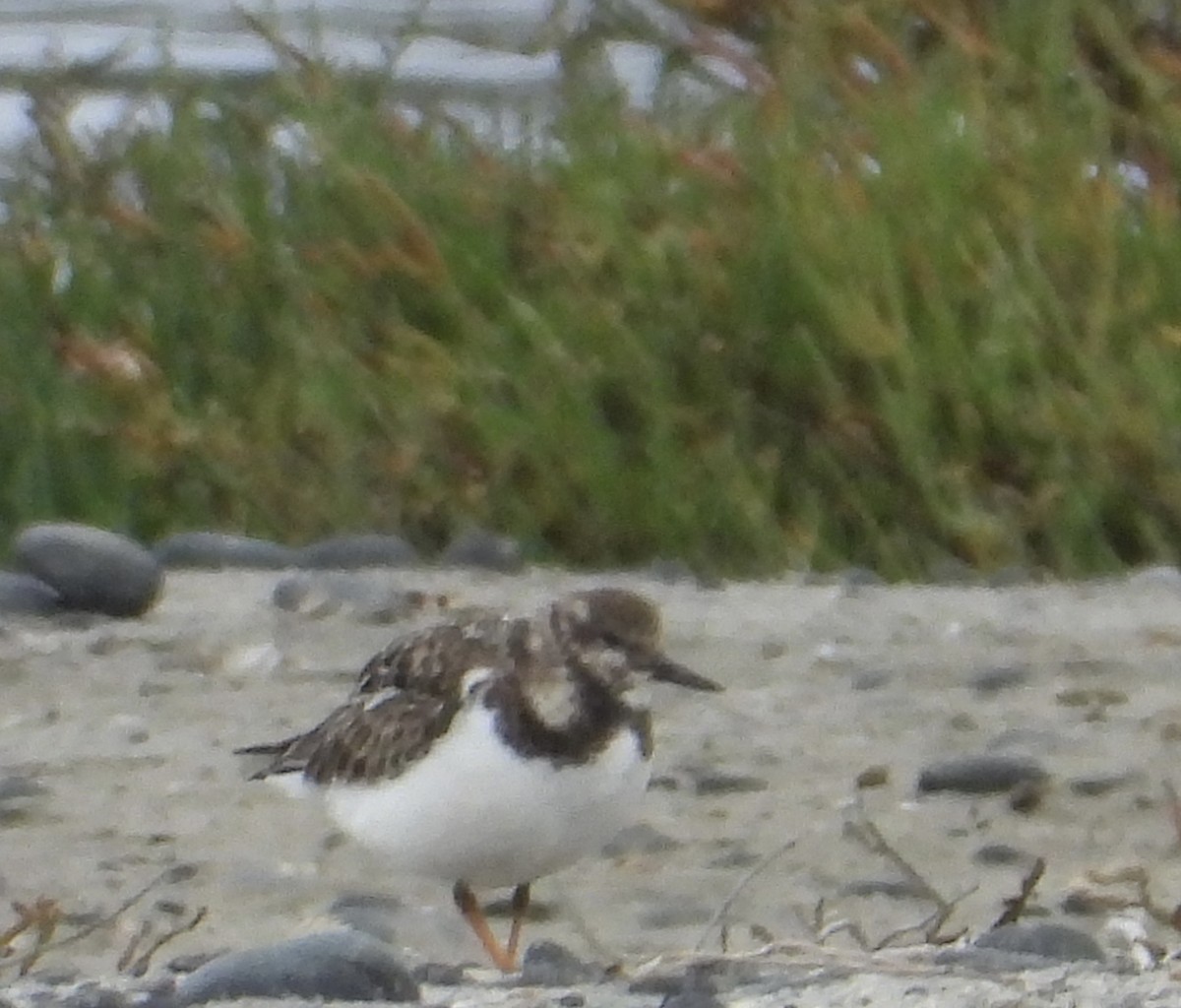 Ruddy Turnstone - ML647248624