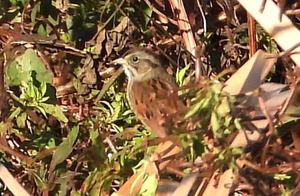 Swamp Sparrow - ML647248625