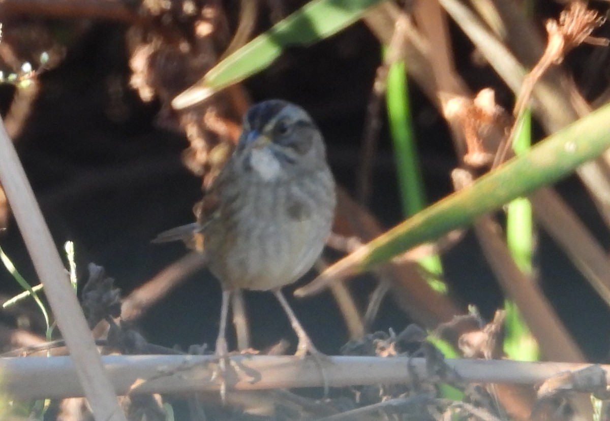 Swamp Sparrow - ML647248626