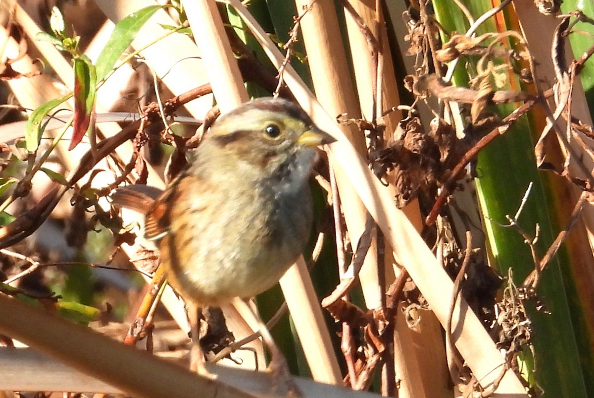 Swamp Sparrow - ML647248627