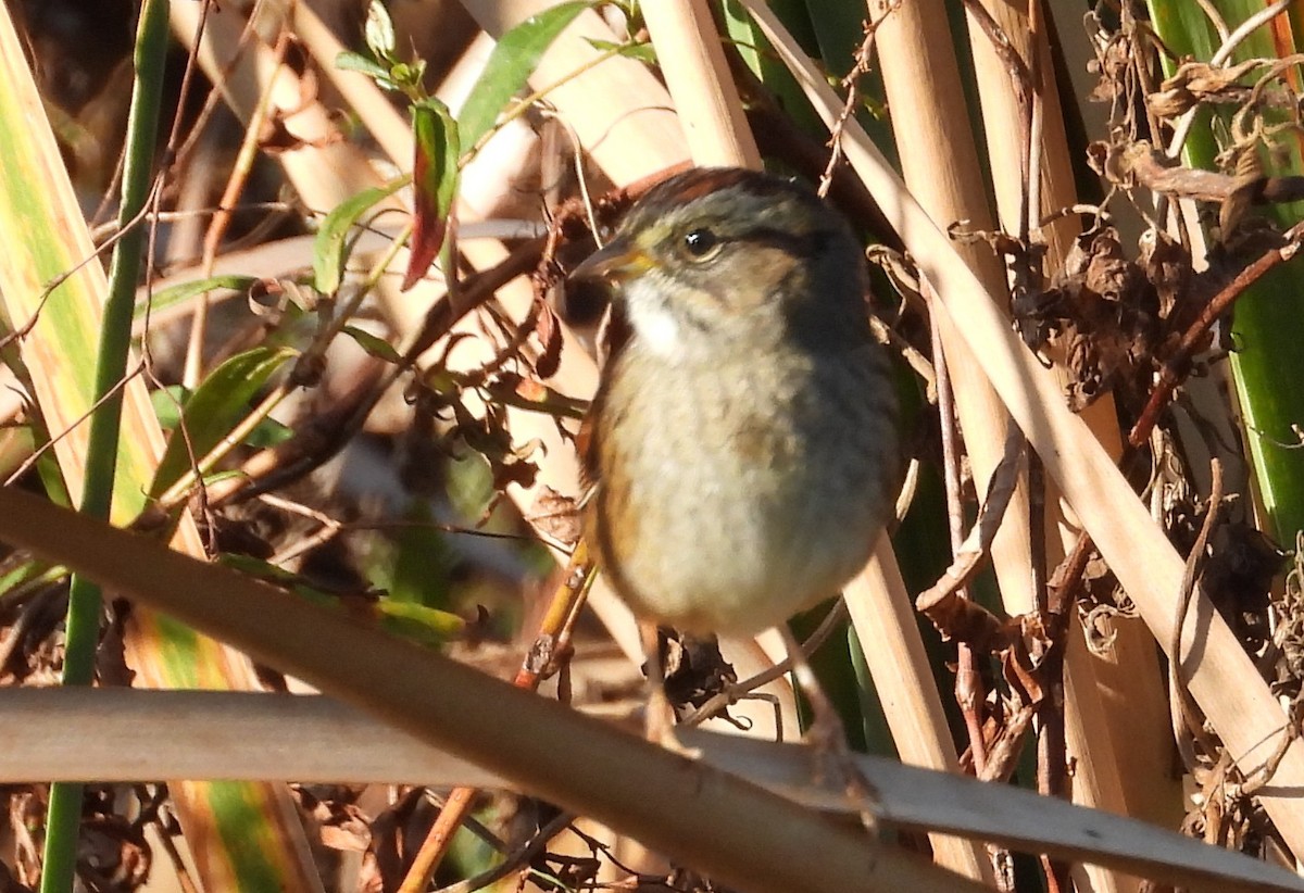 Swamp Sparrow - ML647248628