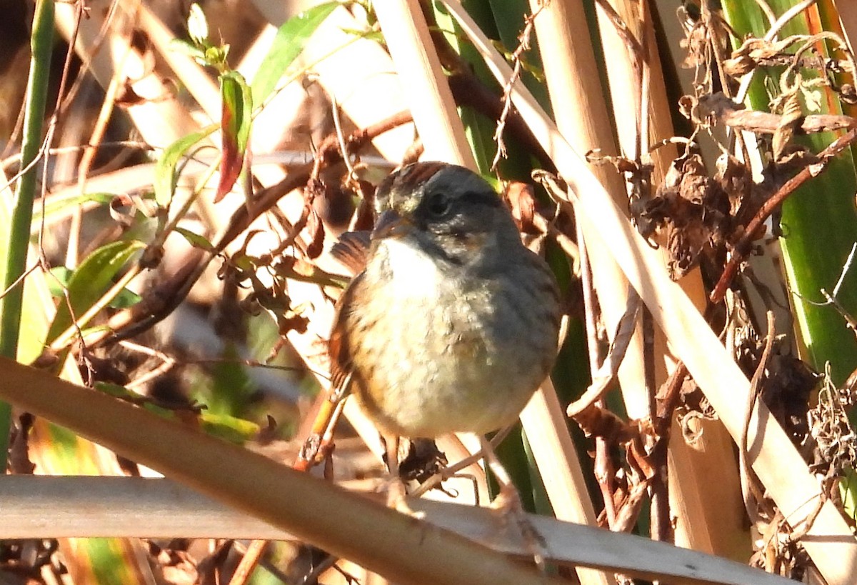 Swamp Sparrow - ML647248629