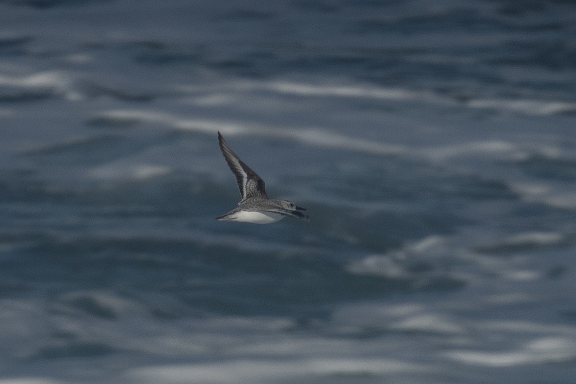 Txirri zuria - ML647248632