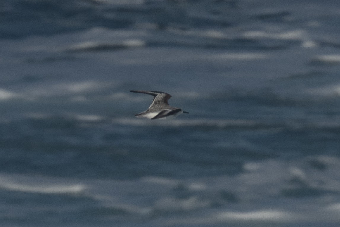 Txirri zuria - ML647248633