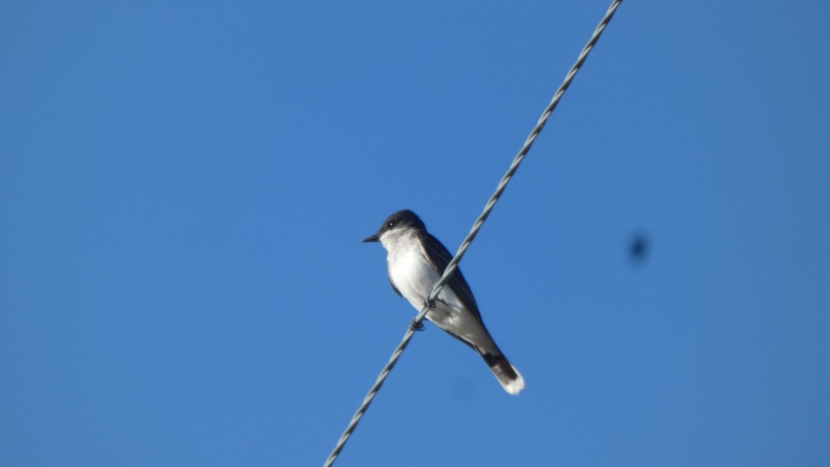 tyran obecný - ML647248634