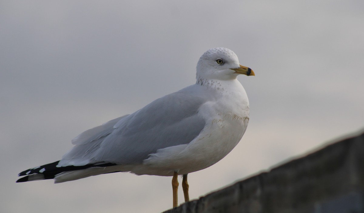 Ring-billed Gull - ML647248635