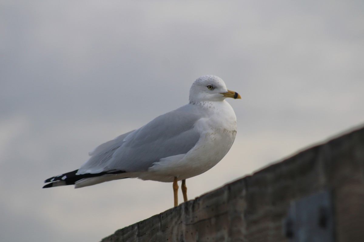 Ring-billed Gull - ML647248636