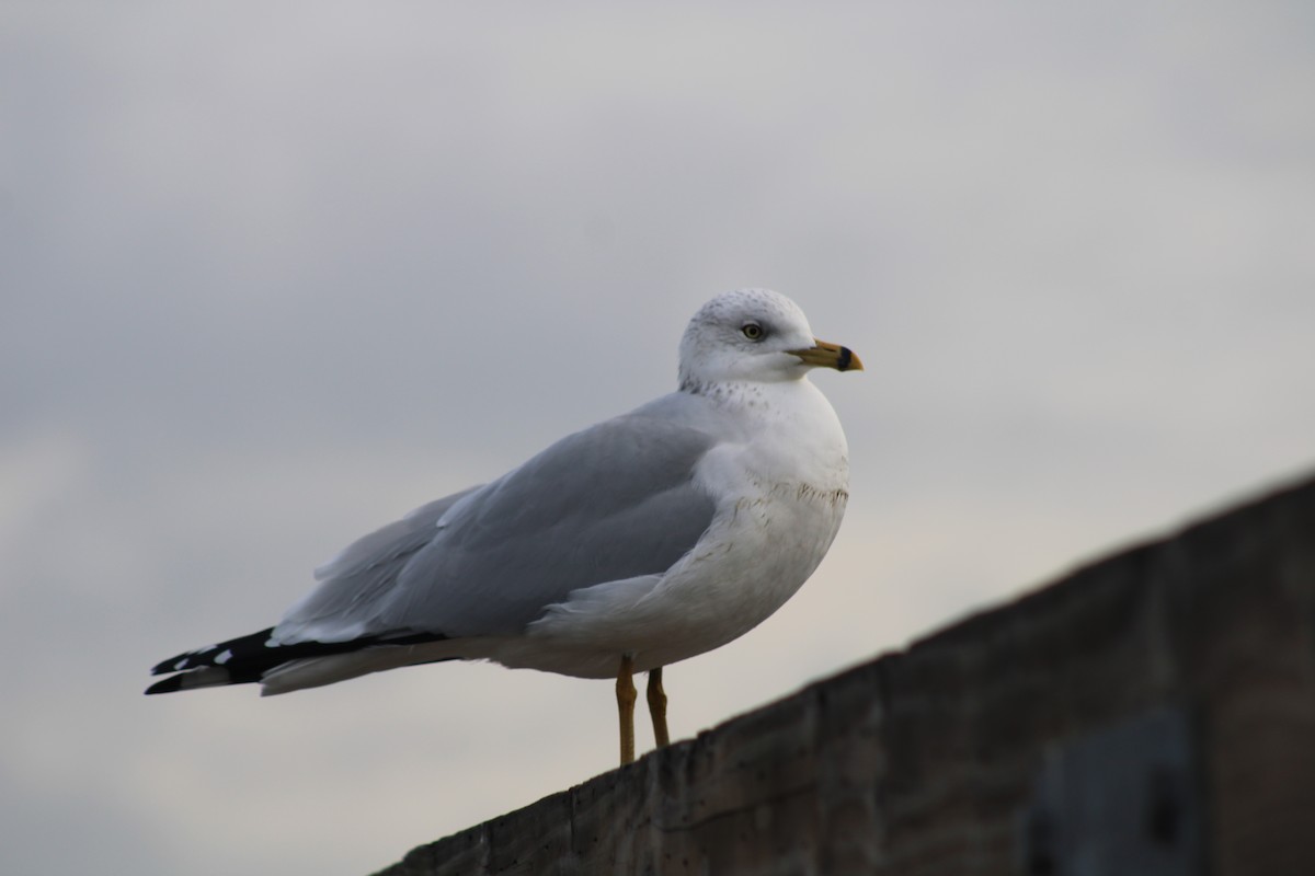 Ring-billed Gull - ML647248637