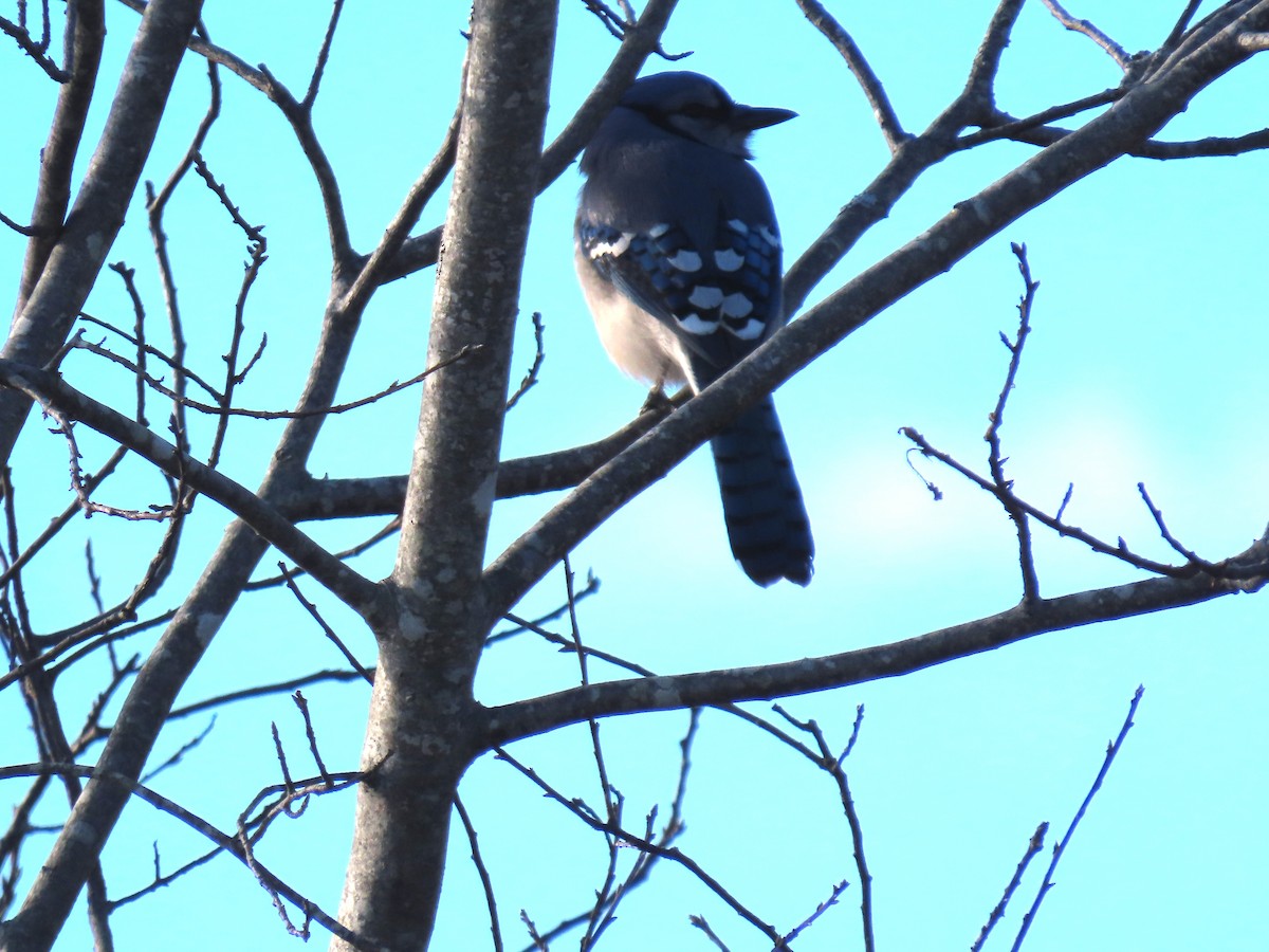 Geai bleu - ML647248638