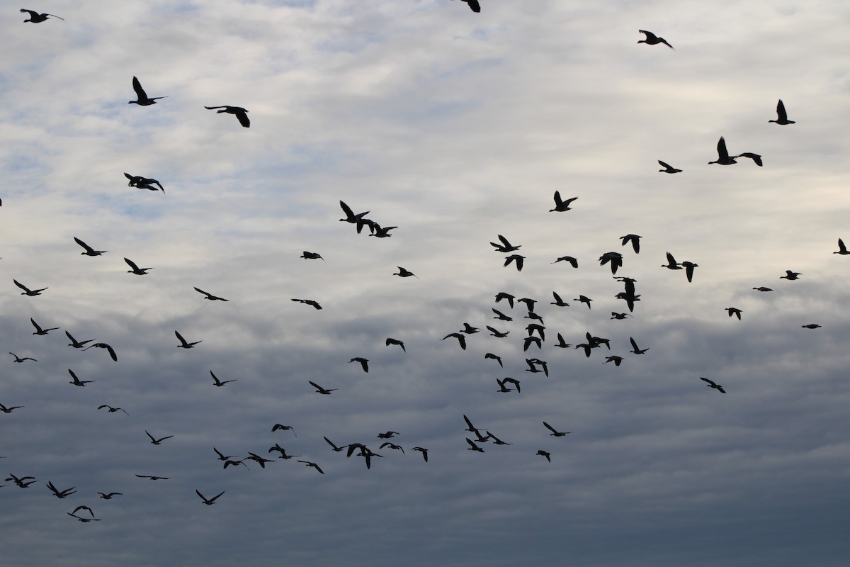 Cackling Goose (minima) - ML647248647