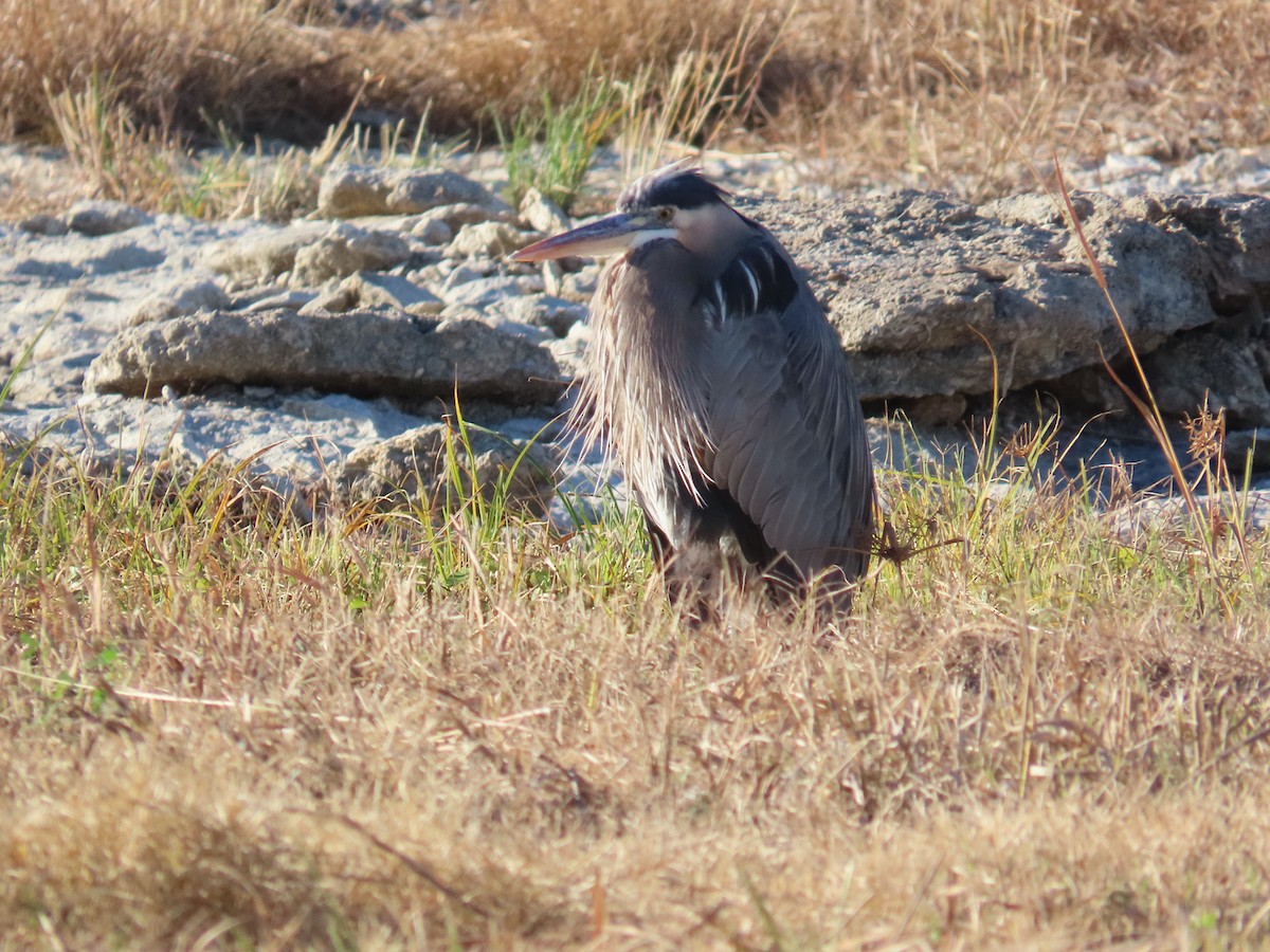 Great Blue Heron - ML647248655