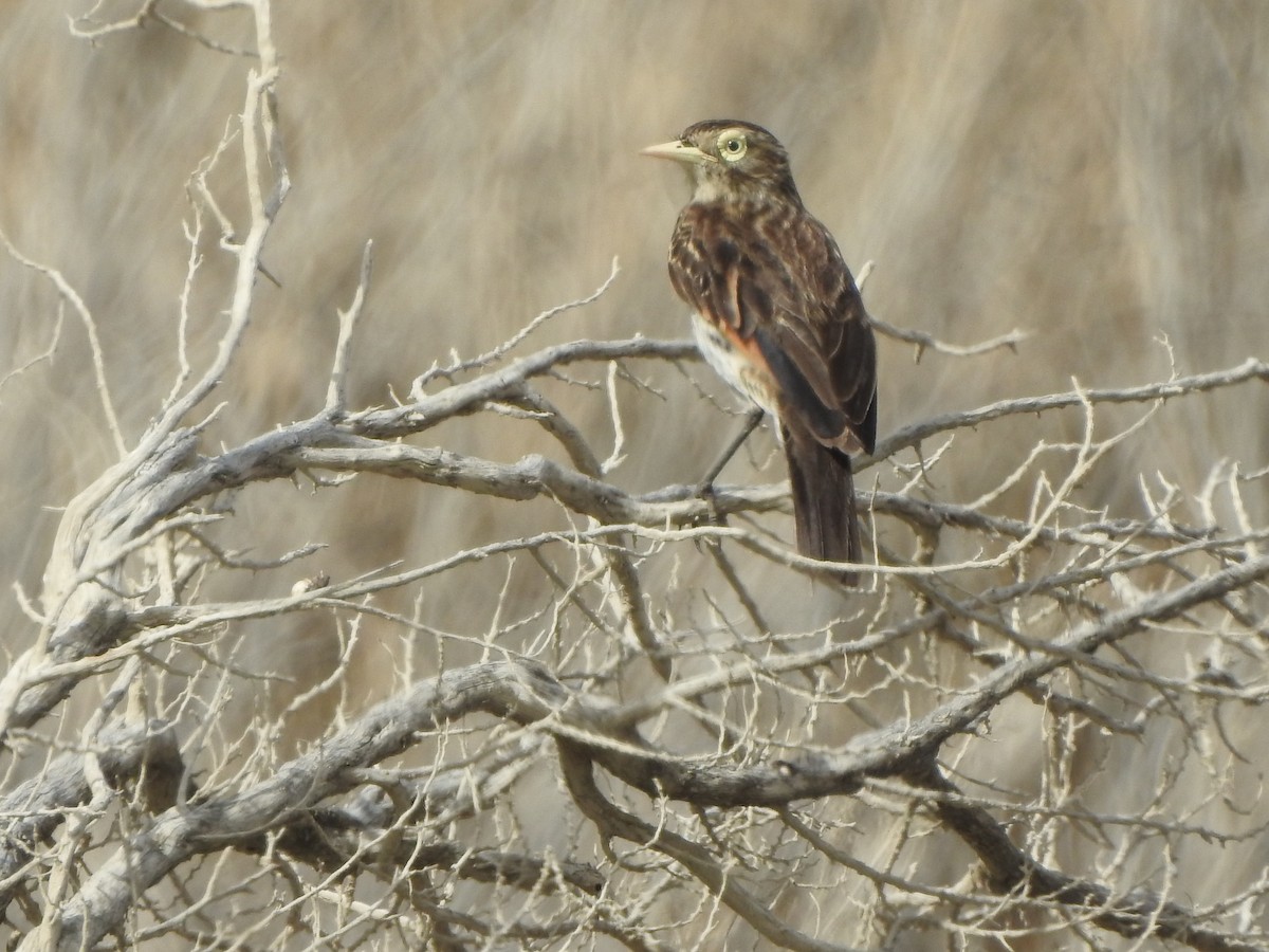 Spectacled Tyrant - ML647248664