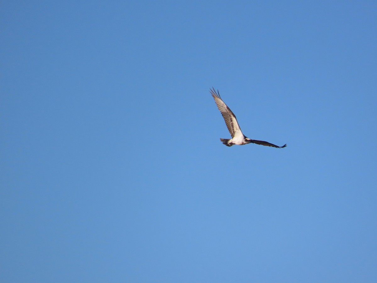 Osprey - ML647248666