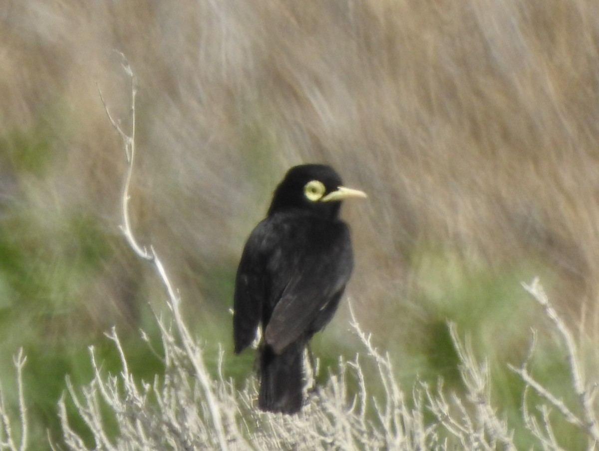 Spectacled Tyrant - ML647248695