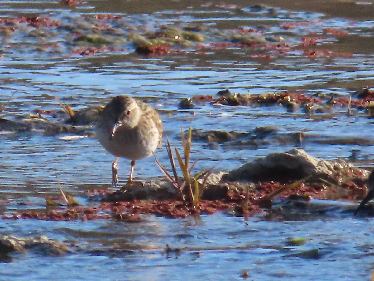 Least Sandpiper - ML647248701