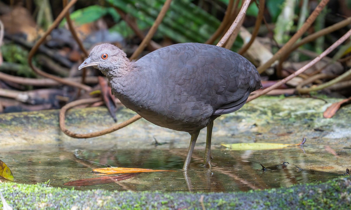 Cinereous Tinamou - ML647248703
