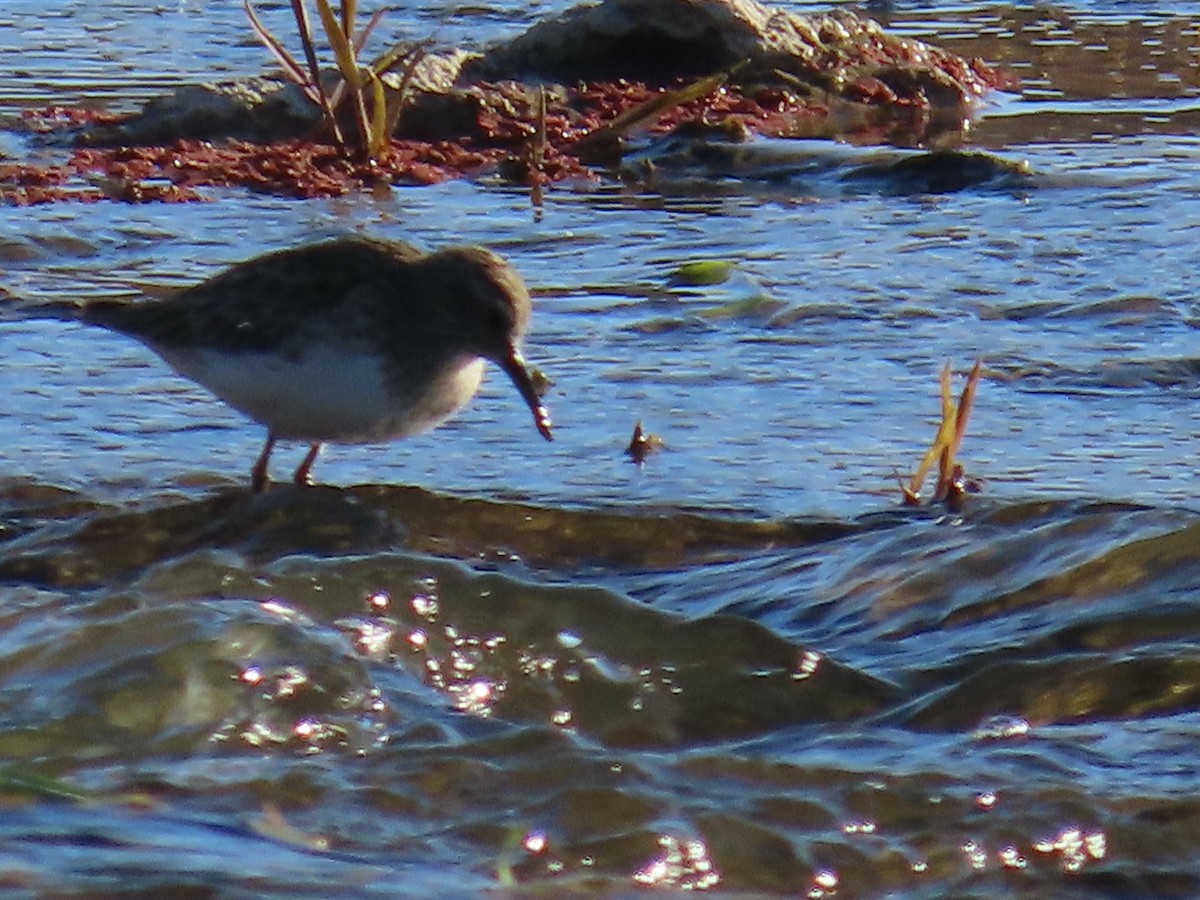 Least Sandpiper - ML647248704