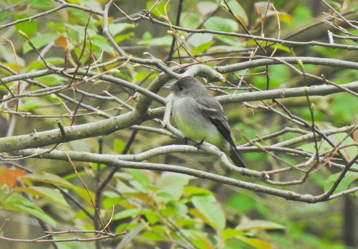 Eastern Wood-Pewee - ML647248707
