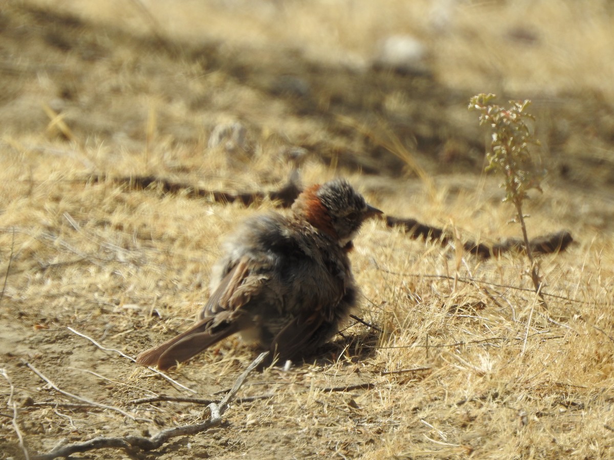 Rufous-collared Sparrow - ML647248714