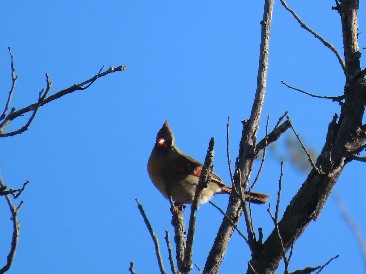 Northern Cardinal - ML647248728
