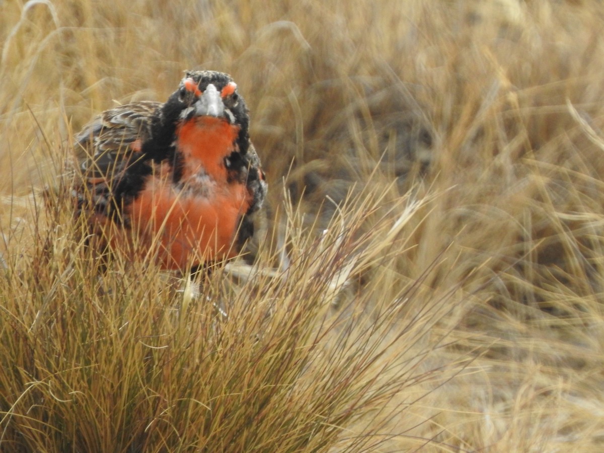 Long-tailed Meadowlark - ML647248730