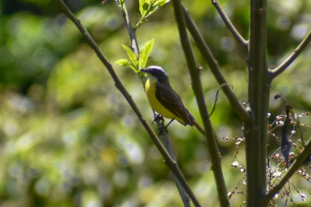 Tyran sociable - ML647248740