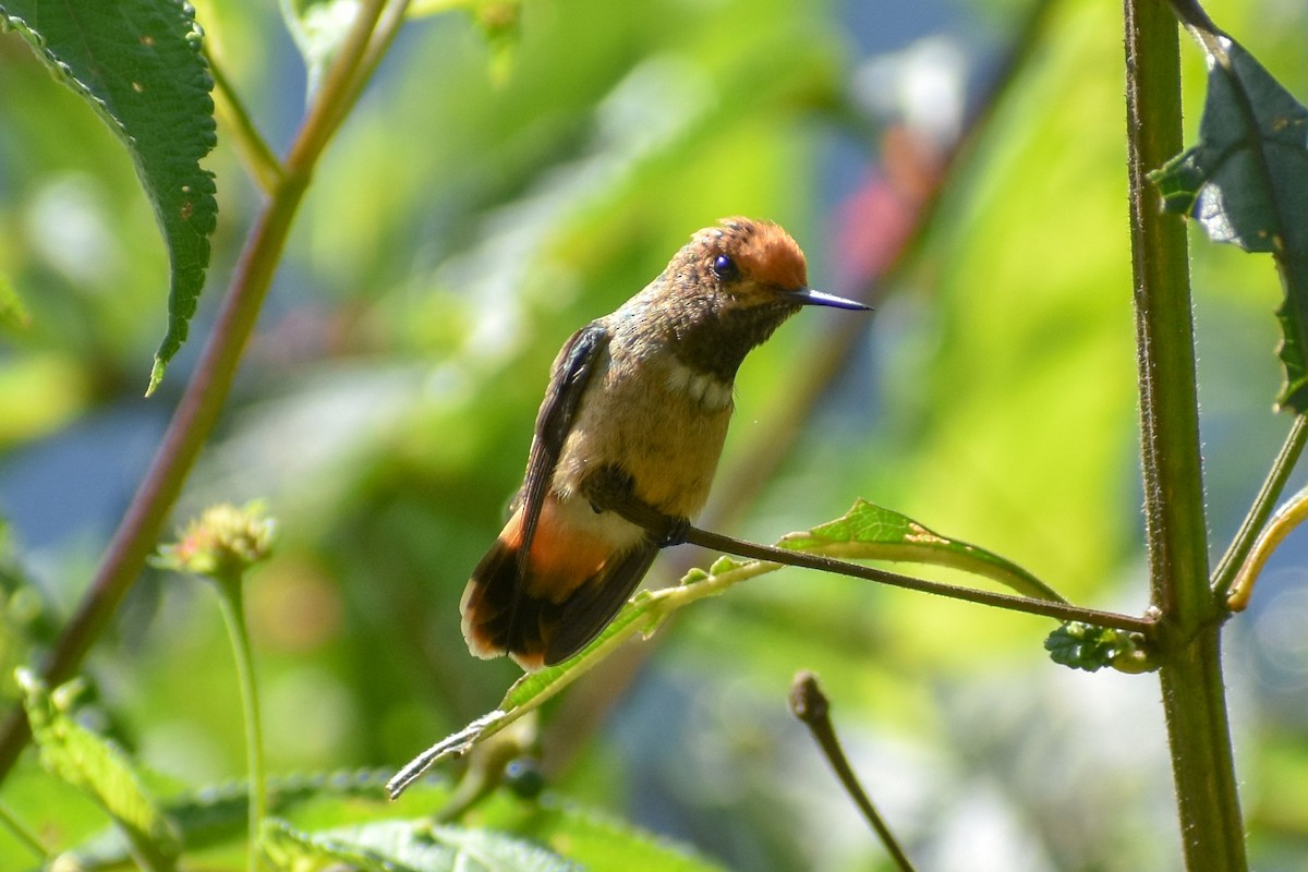 チャカザリハチドリ - ML647248741