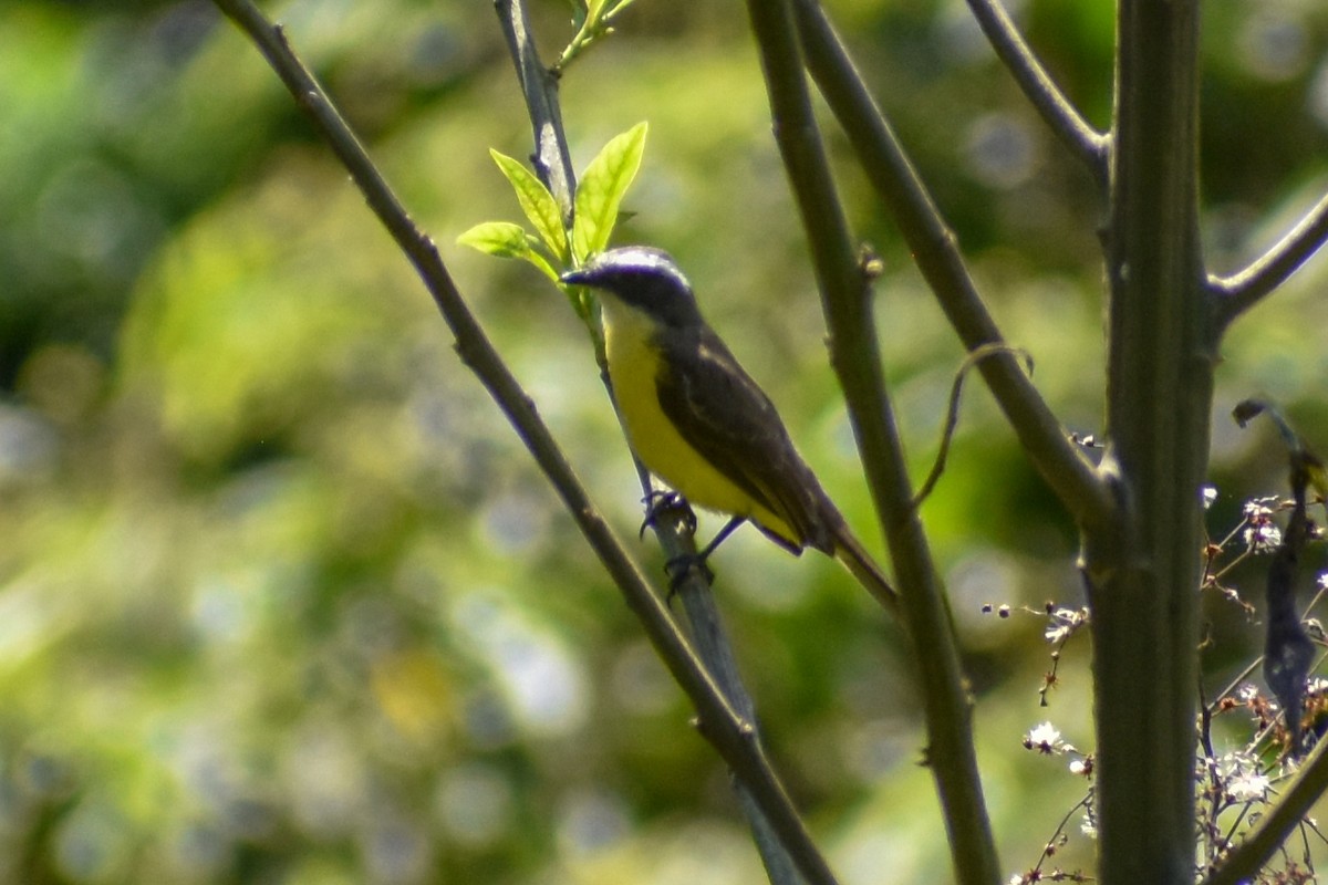 Tyran sociable - ML647248742