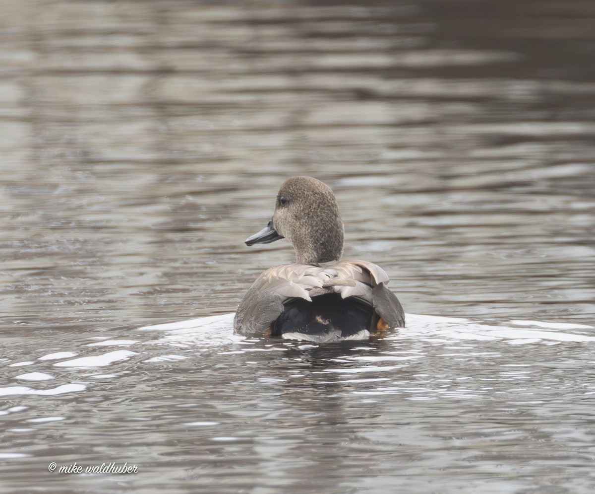 ברווז אפור - ML647248766
