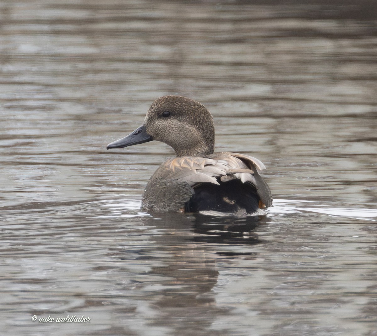 ברווז אפור - ML647248767