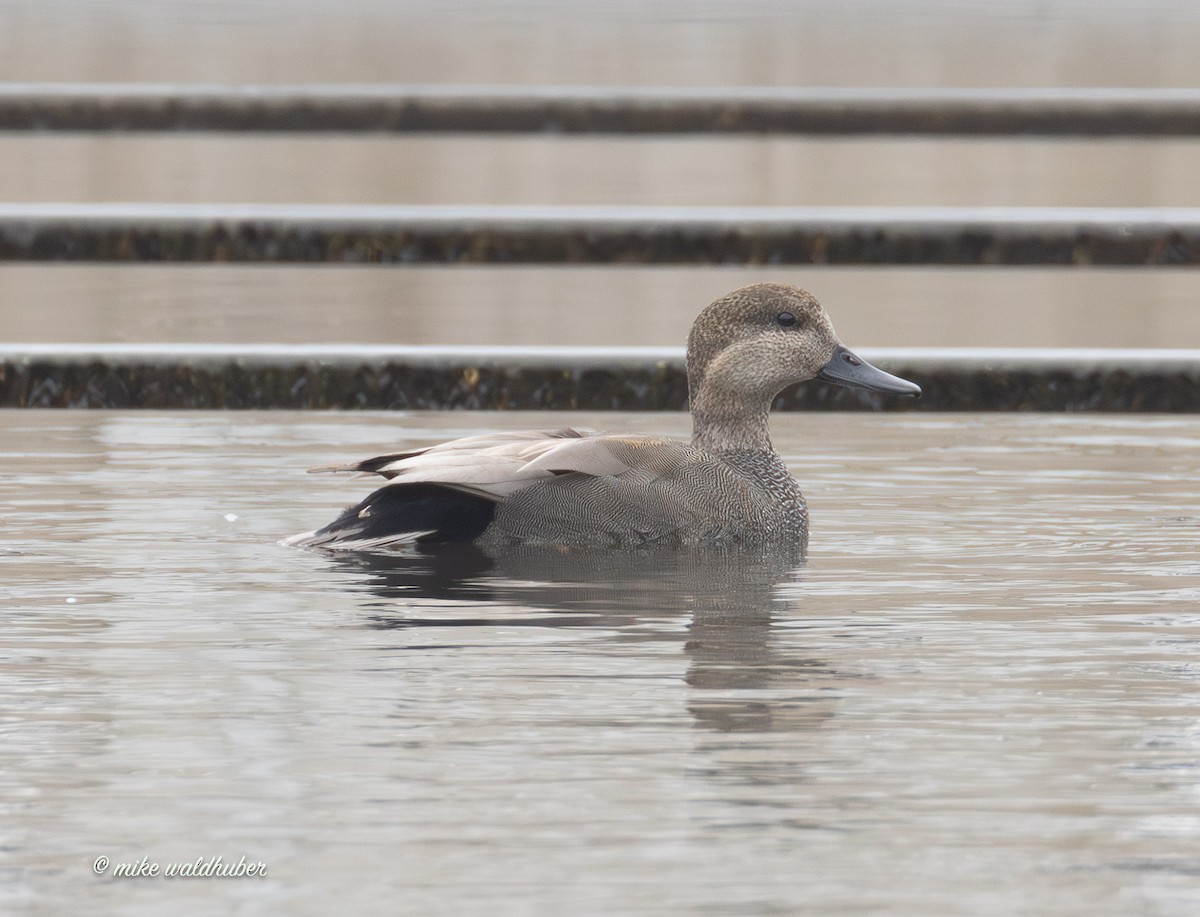 ברווז אפור - ML647248768