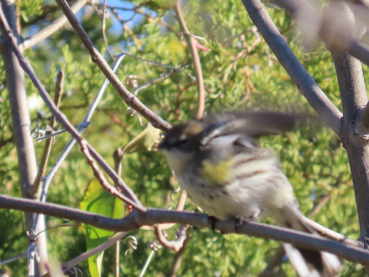 Yellow-rumped Warbler - ML647248770