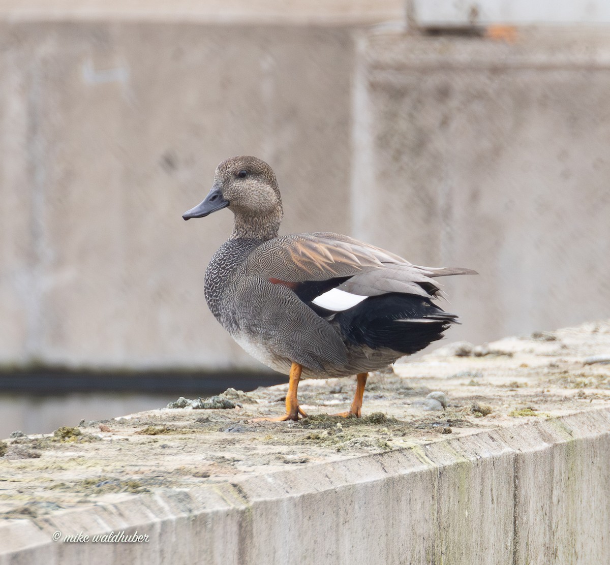 ברווז אפור - ML647248776