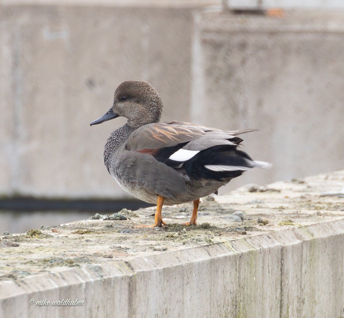 ברווז אפור - ML647248777