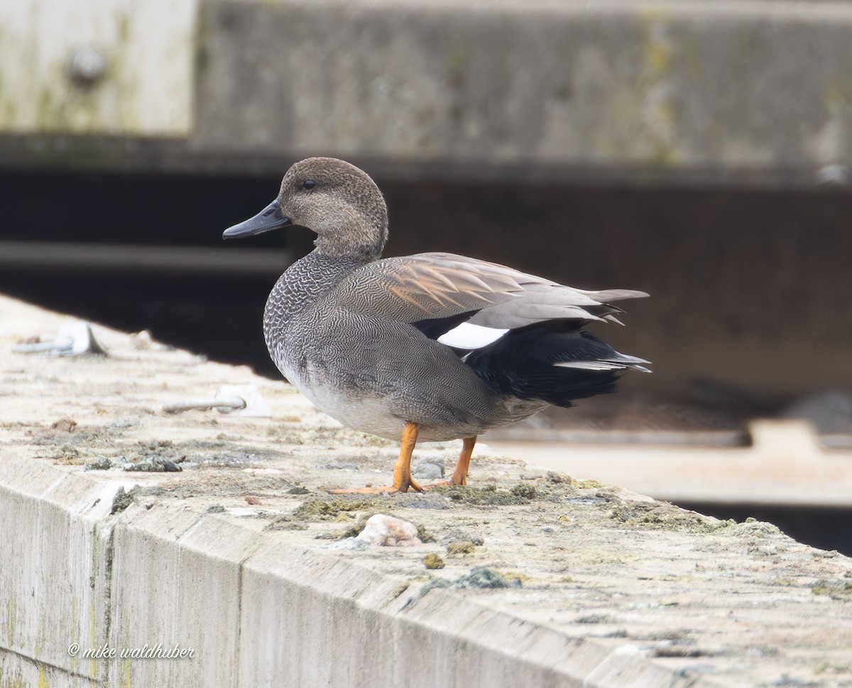 ברווז אפור - ML647248778