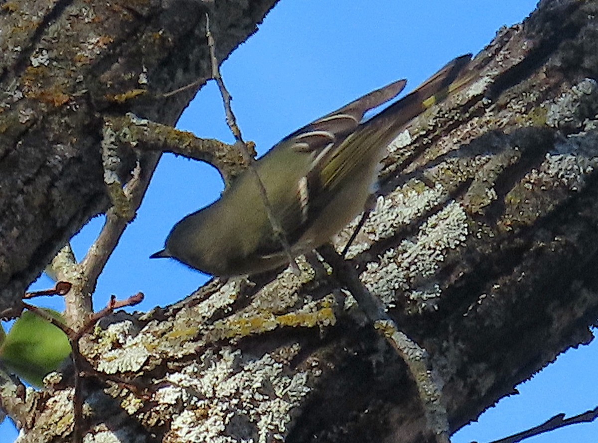 Ruby-crowned Kinglet - ML647248781