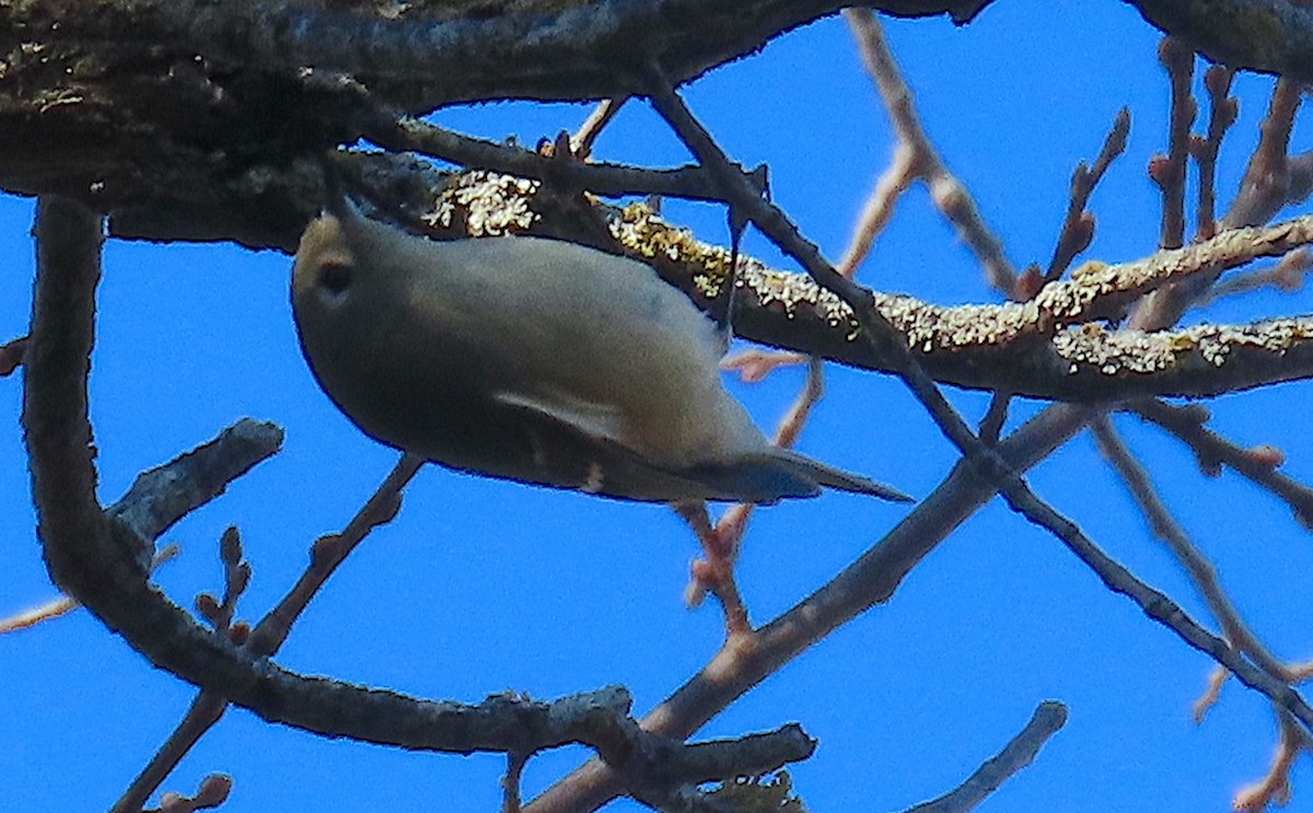 Ruby-crowned Kinglet - ML647248784