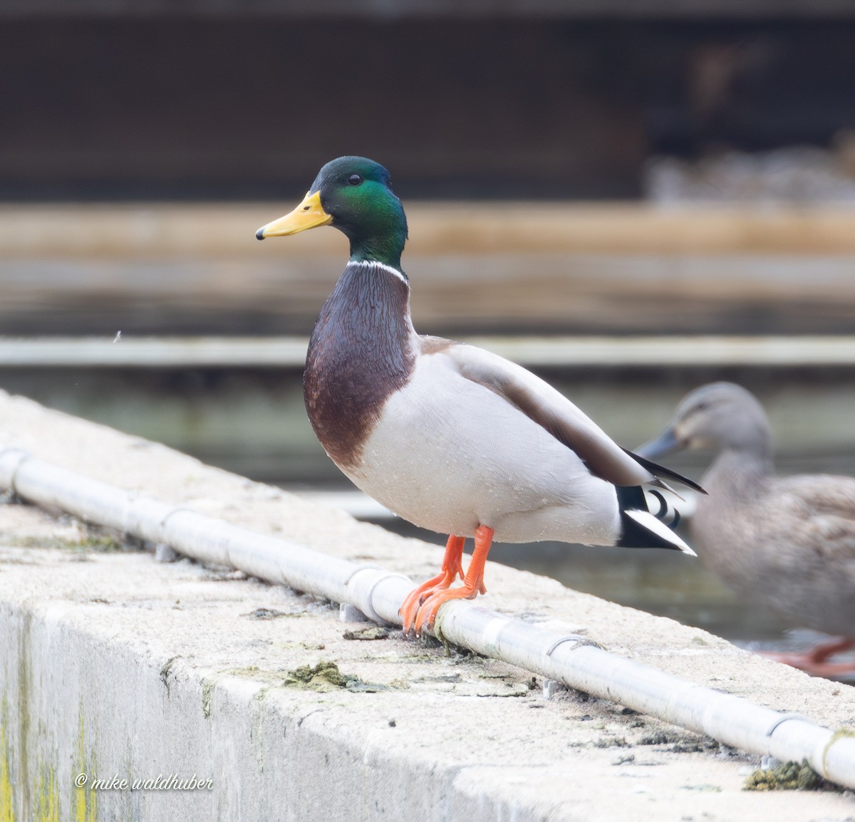 ברכיה - ML647248790