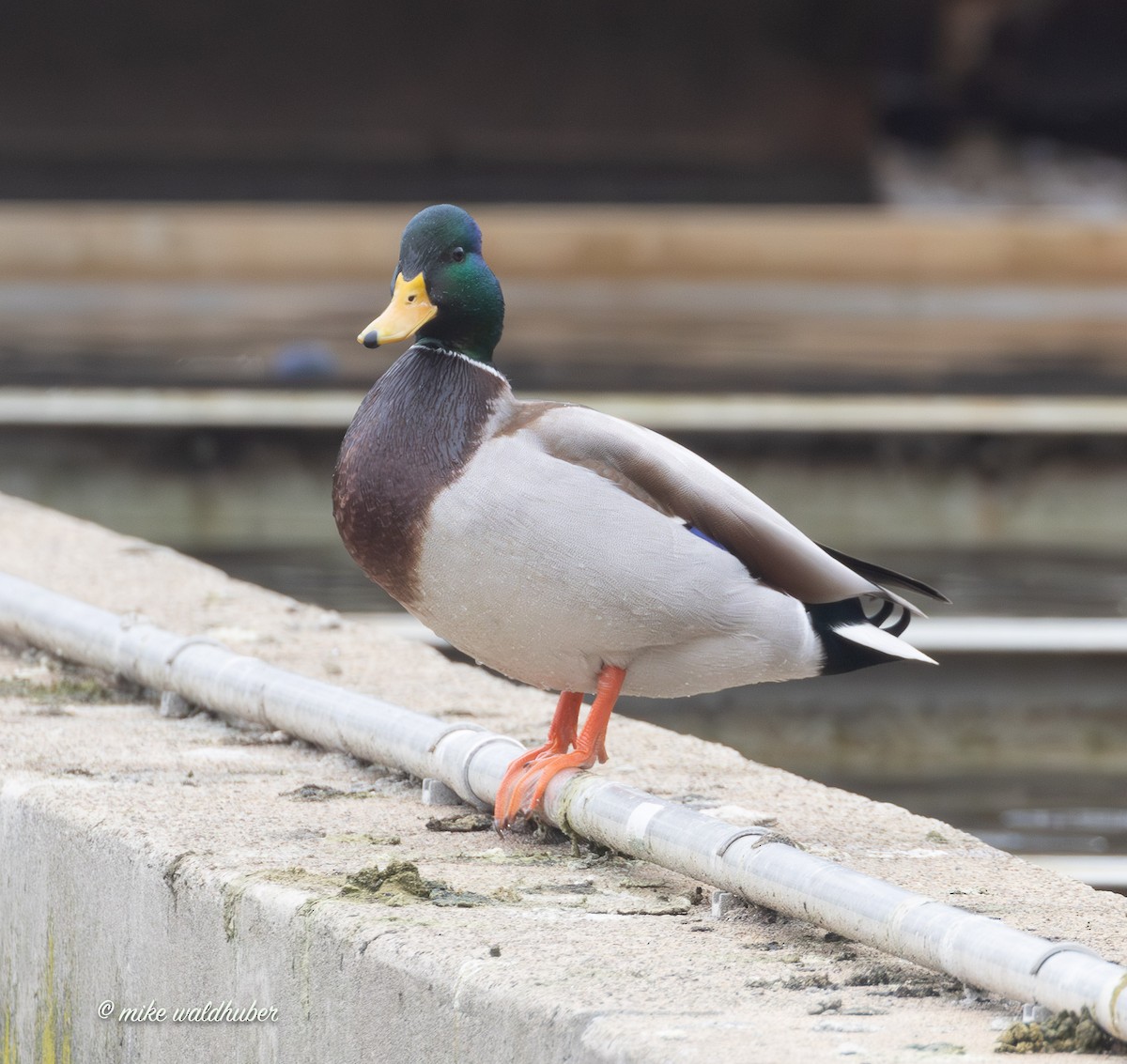 ברכיה - ML647248791
