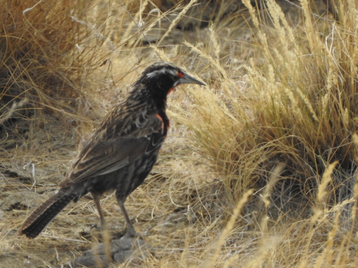 Long-tailed Meadowlark - ML647248792