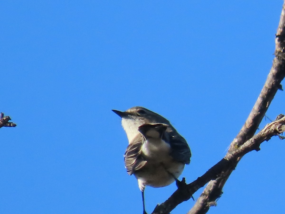 Yellow-rumped Warbler - ML647248796